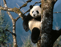 beijing chengdu tour