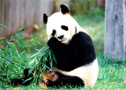 Panda in Beijing Zoo