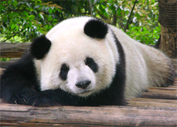 Panda in Beijing Zoo