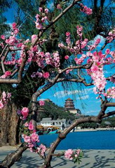 the Summer Palace