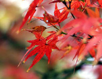beijing fall foliage