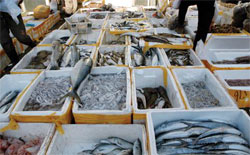 Hongqiao Market Seafood