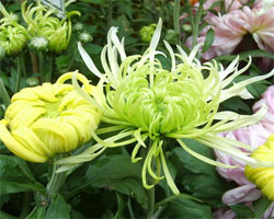 Chrysanthemum